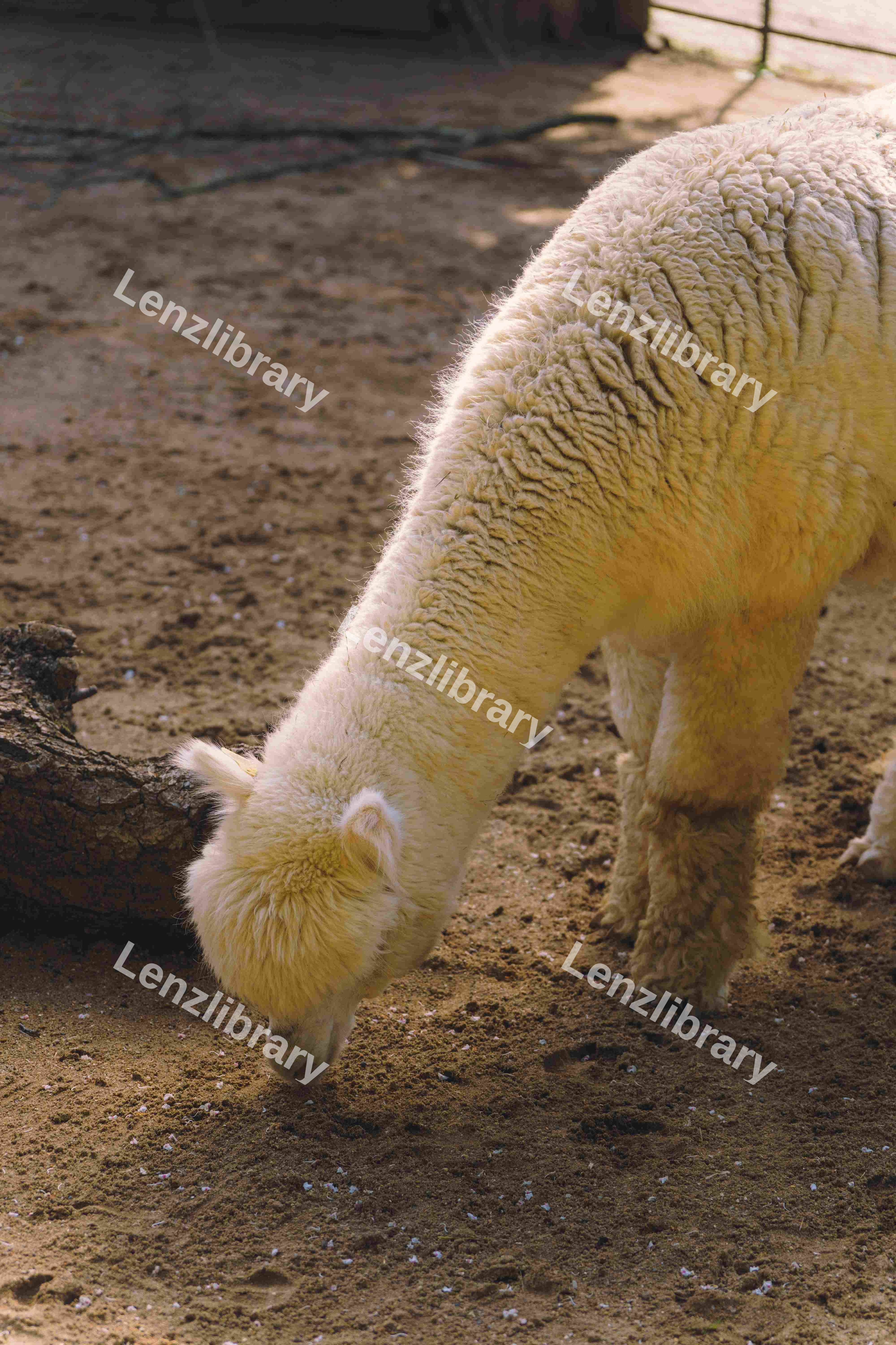 Grazing Alpaca